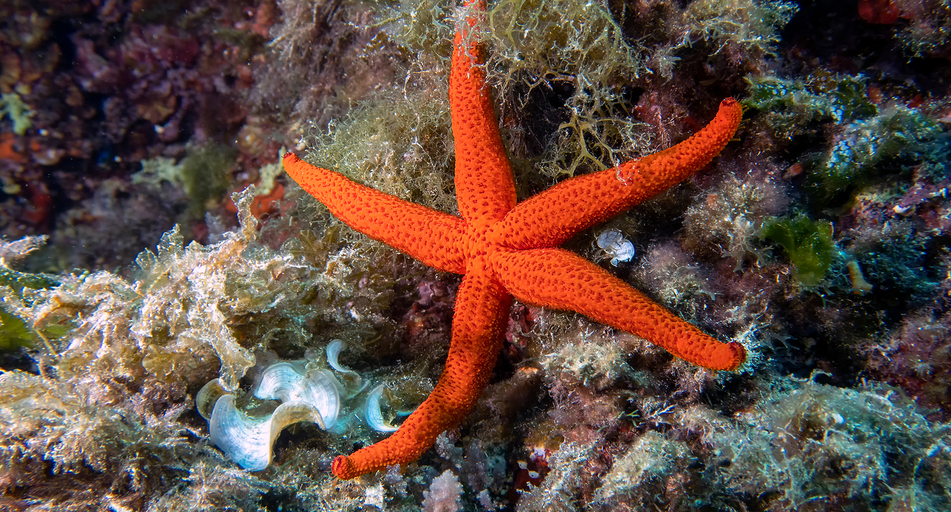 BioNike supports Worldrise in the protection of the marine habitat with the "Un mare di Stelle" (A sea of stars) project
